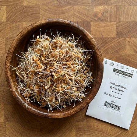 Hard Red Wheat, Sprout Seeds - 1 Pound image number null